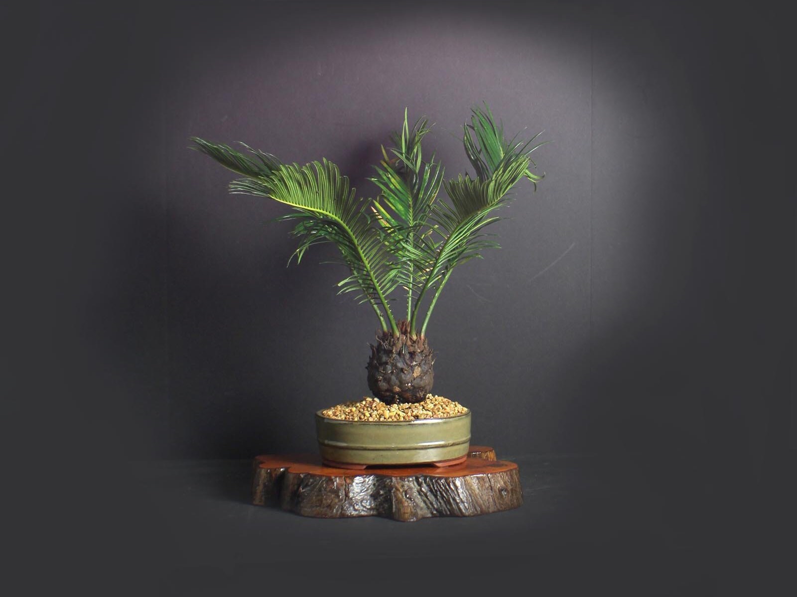 Sago Palm Bonsai Tree, Palm Bonsai collection from LiveBonsaiTree