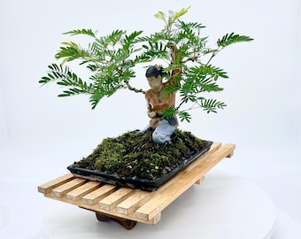 Paesaggio bonsai romantico: Pisello di Suriname (Piumino di cipria rosa) che abbraccia una fanciulla marziale