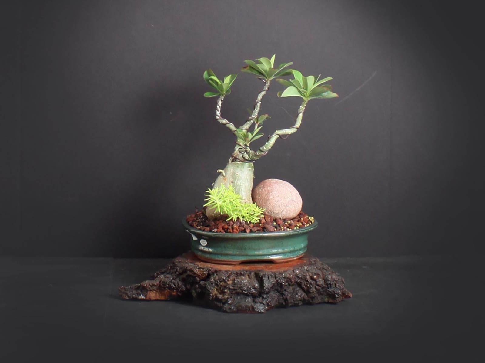 Desert Rose Bonsai Tree, Blooming collection from LiveBonsaiTree