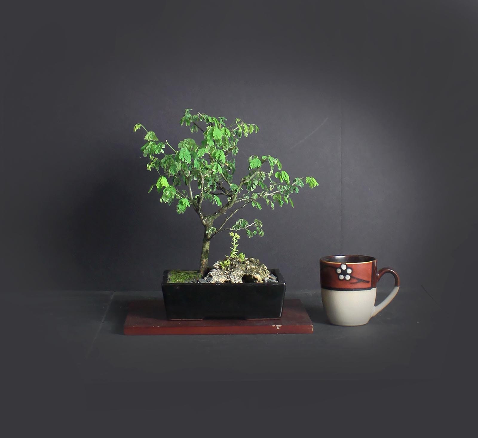 Brazilian Raintree bonsai tree, Amazon exotics collection from