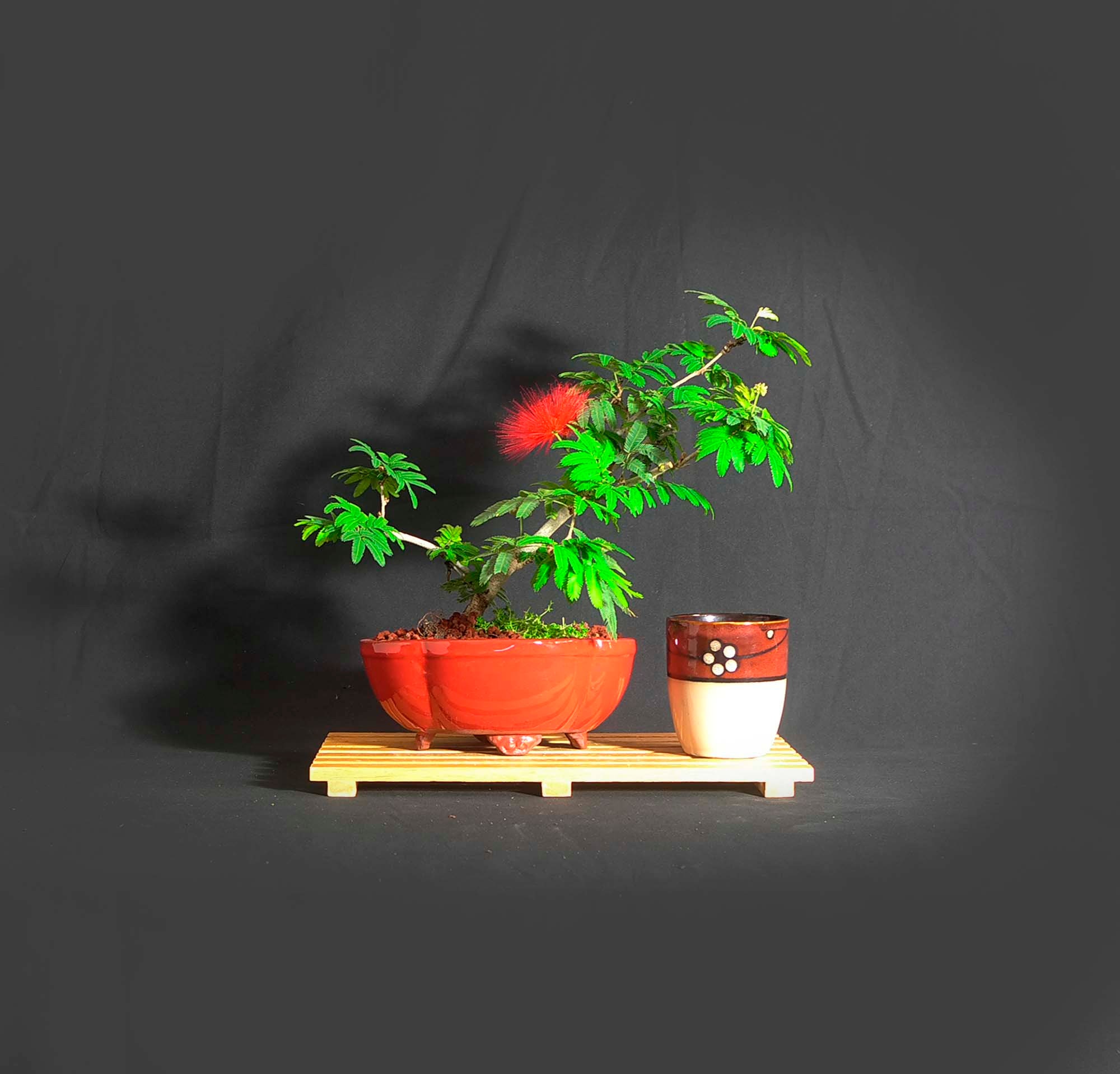 Rare Mexican Powder Puff bonsai tree, Original, American, Handmade