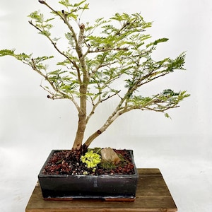 May include: A bonsai tree with a light brown trunk and green leaves. The tree is planted in a black square pot with red and brown soil. A small rock and yellow flowers are at the base of the tree. The pot sits on a wooden platform.