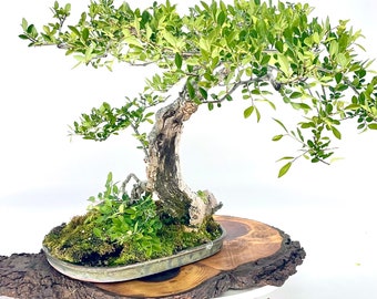 Mature Chinese Elm bonsai tree, "Natures beauty" collection from Live Bonsai Tree