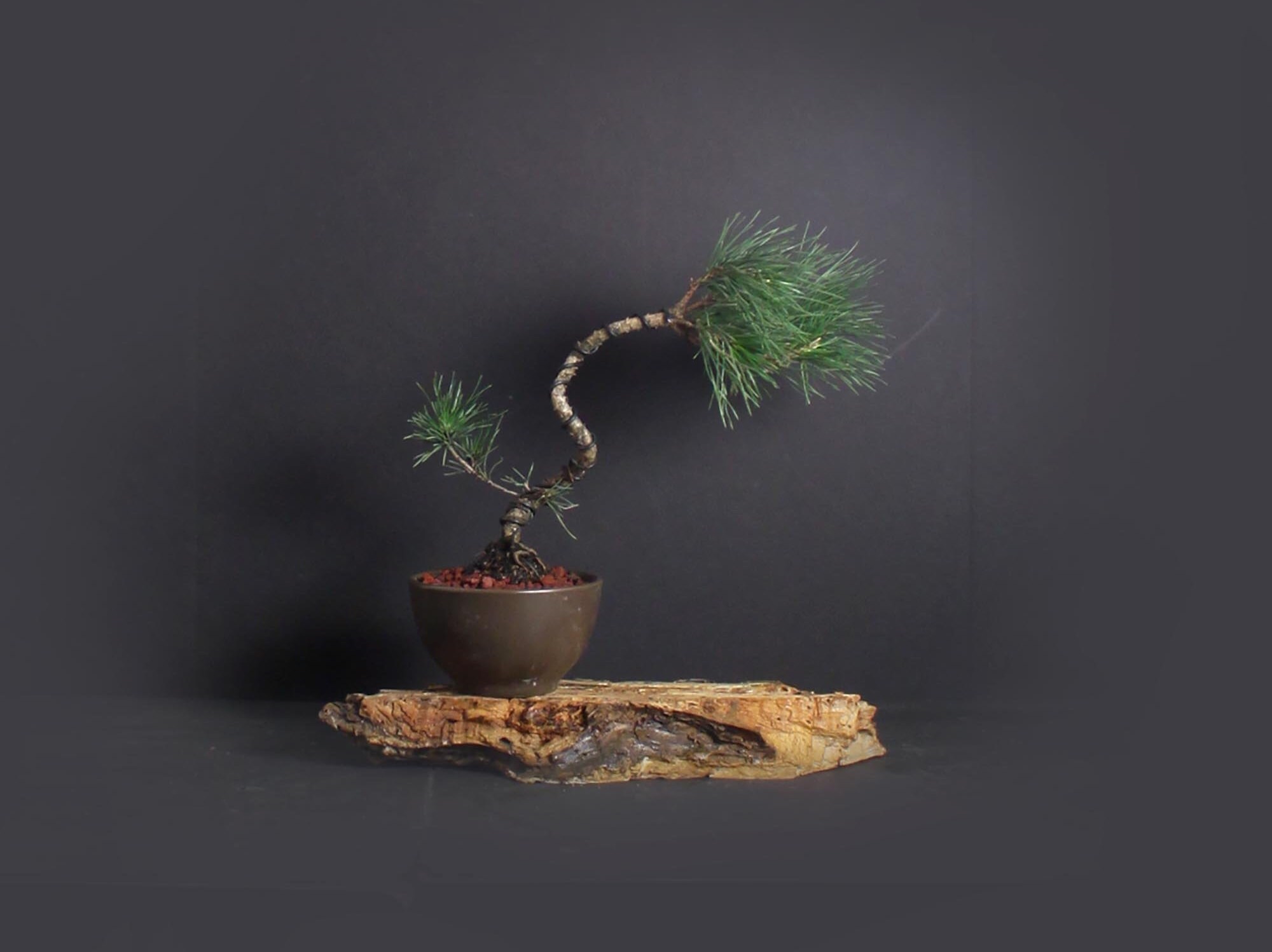 Japanese black pine bonsai tree, Japanese conifer collection from LiveBonsaiTree