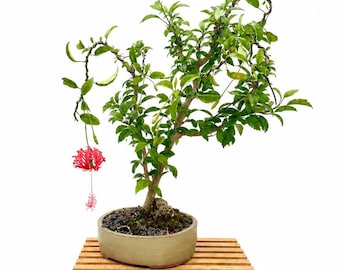 Japanese Lantern Hibiscus Bonsai Tree – Rare Exotic Specimen in Glazed Container