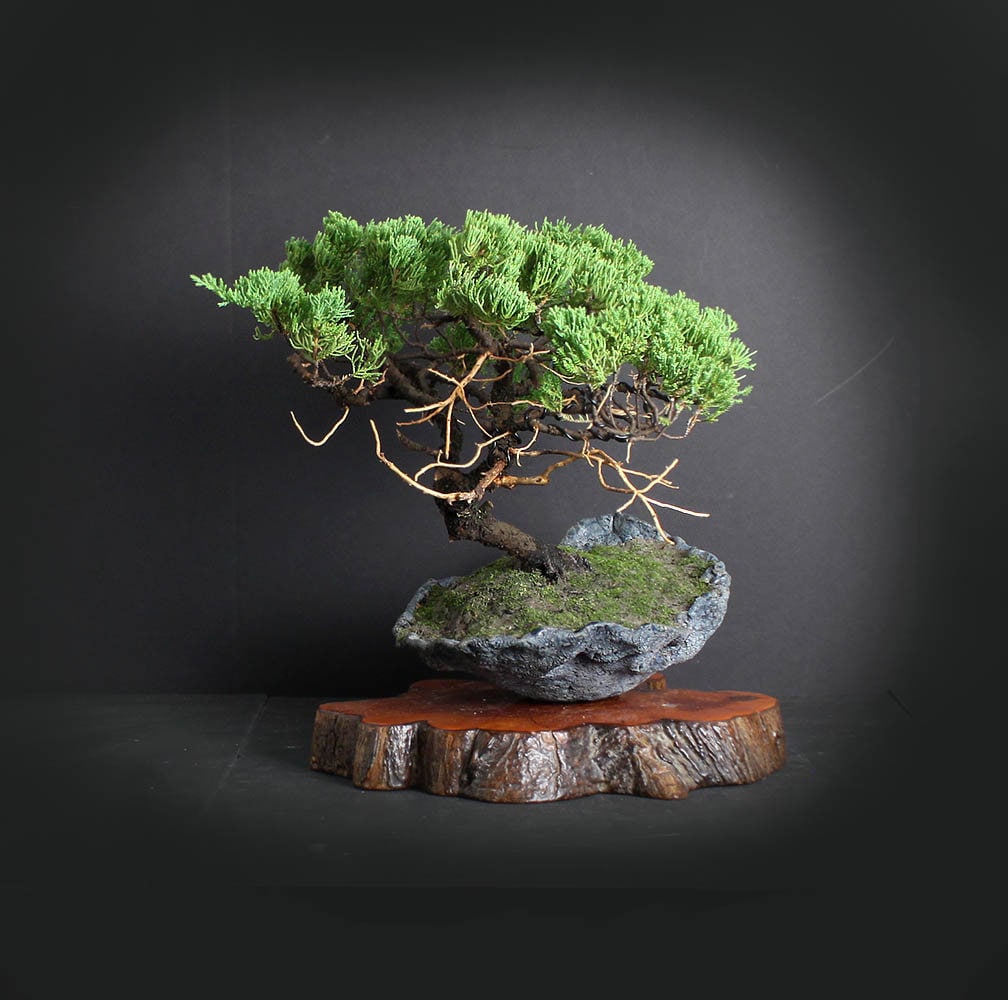 Mature Juniper procumbens nana bonsai tree, Japanese conifer collection