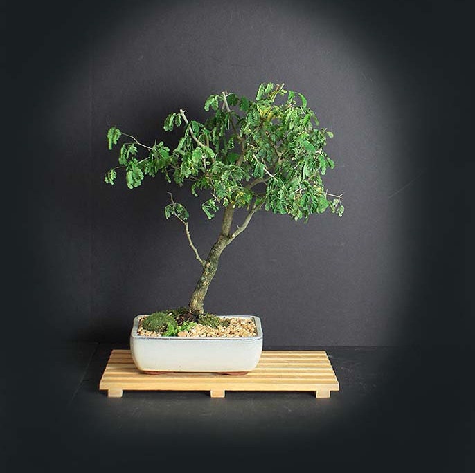 Brazilian raintree bonsai tree, Amazon collection from LiveBonsaiTree