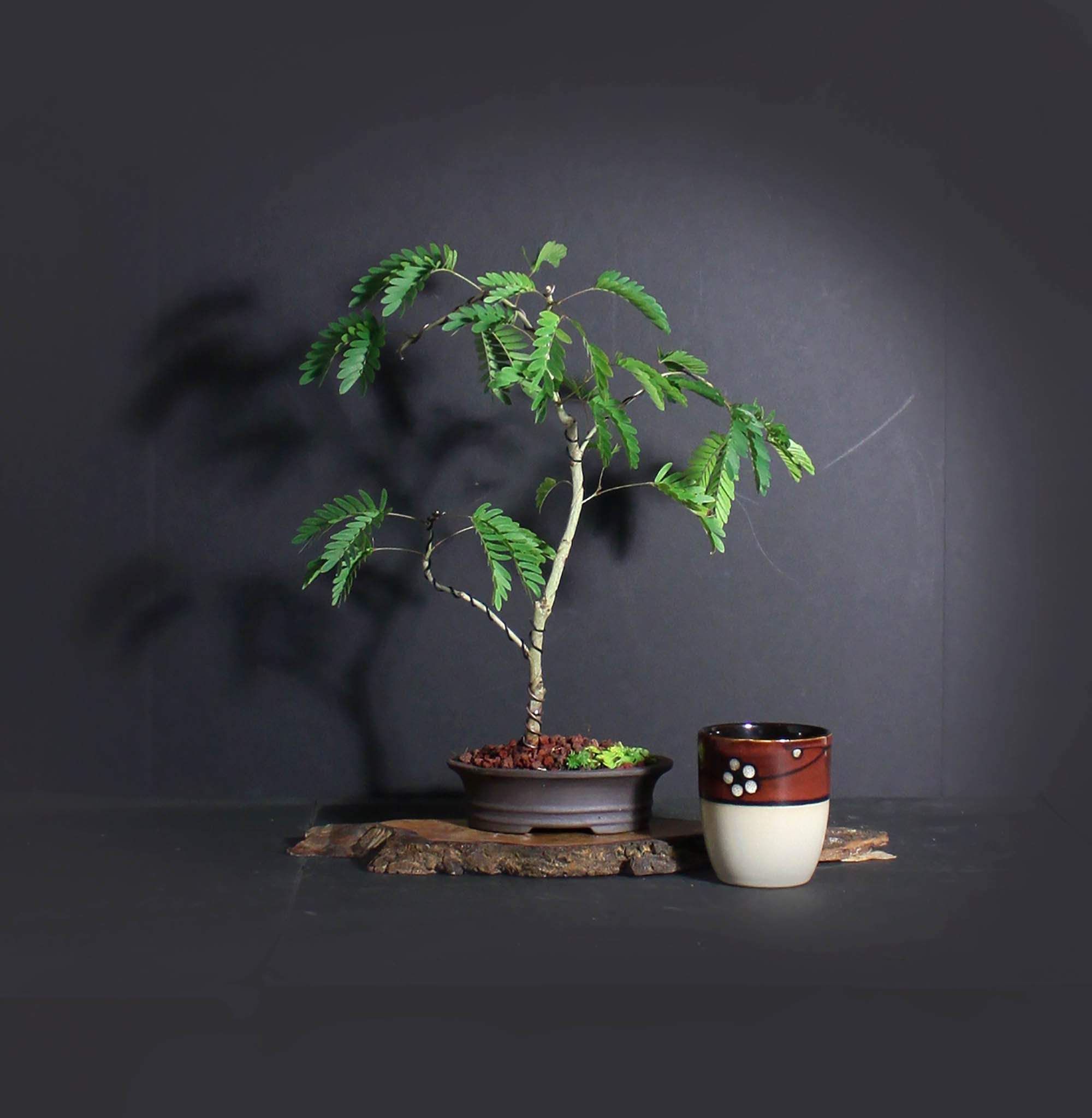 Red Powder Puff bonsai tree, Blooming Tropics Collection from