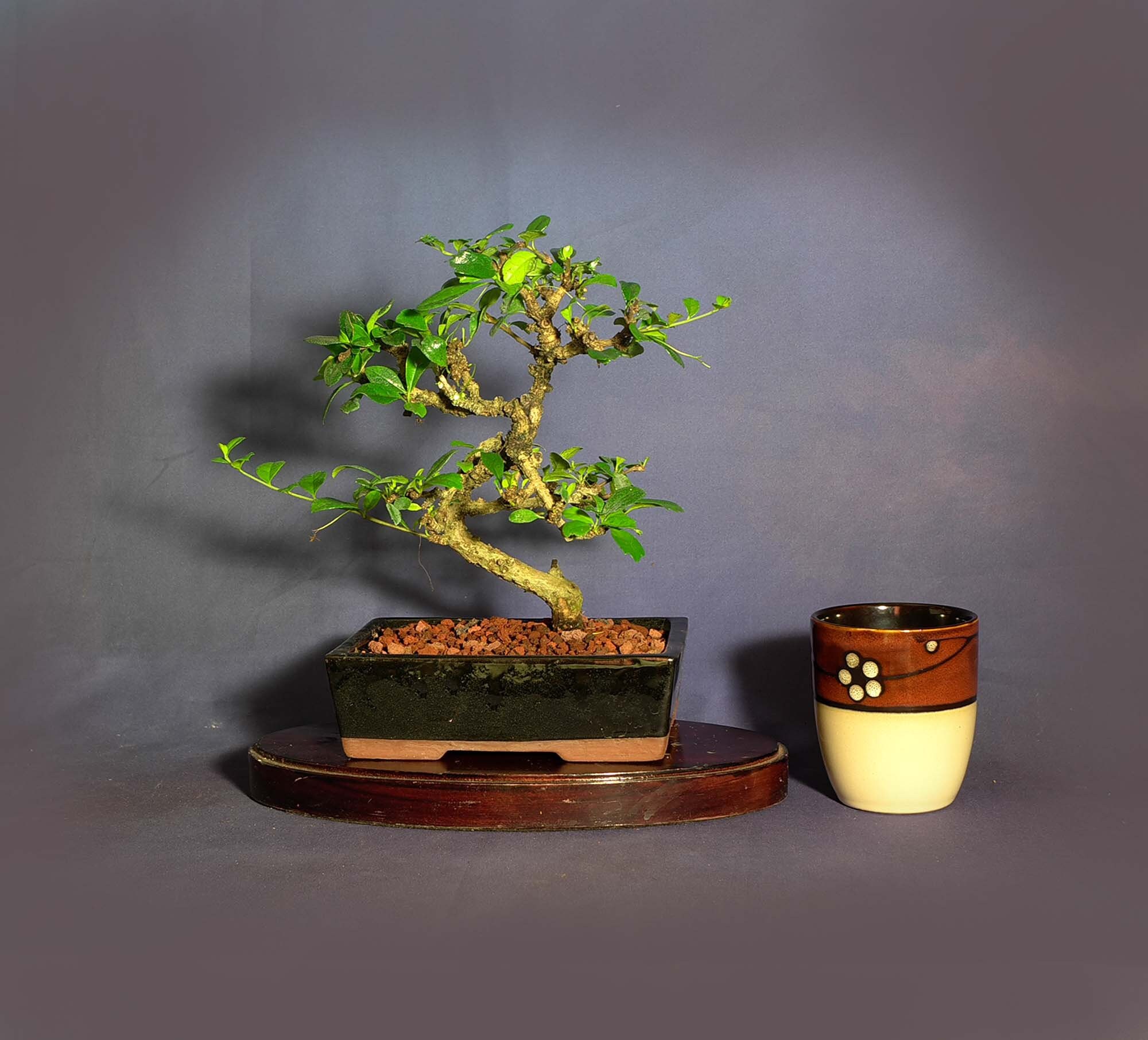 Fukien Tea bonsai tree, Stress reduction collection from LiveBonsaiTree
