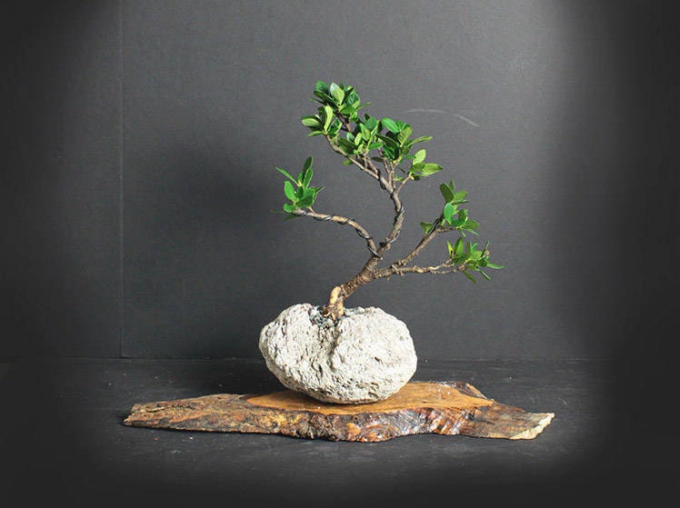 Gardenia Daisy pre bonsai tree, fragrant bonsai collection from