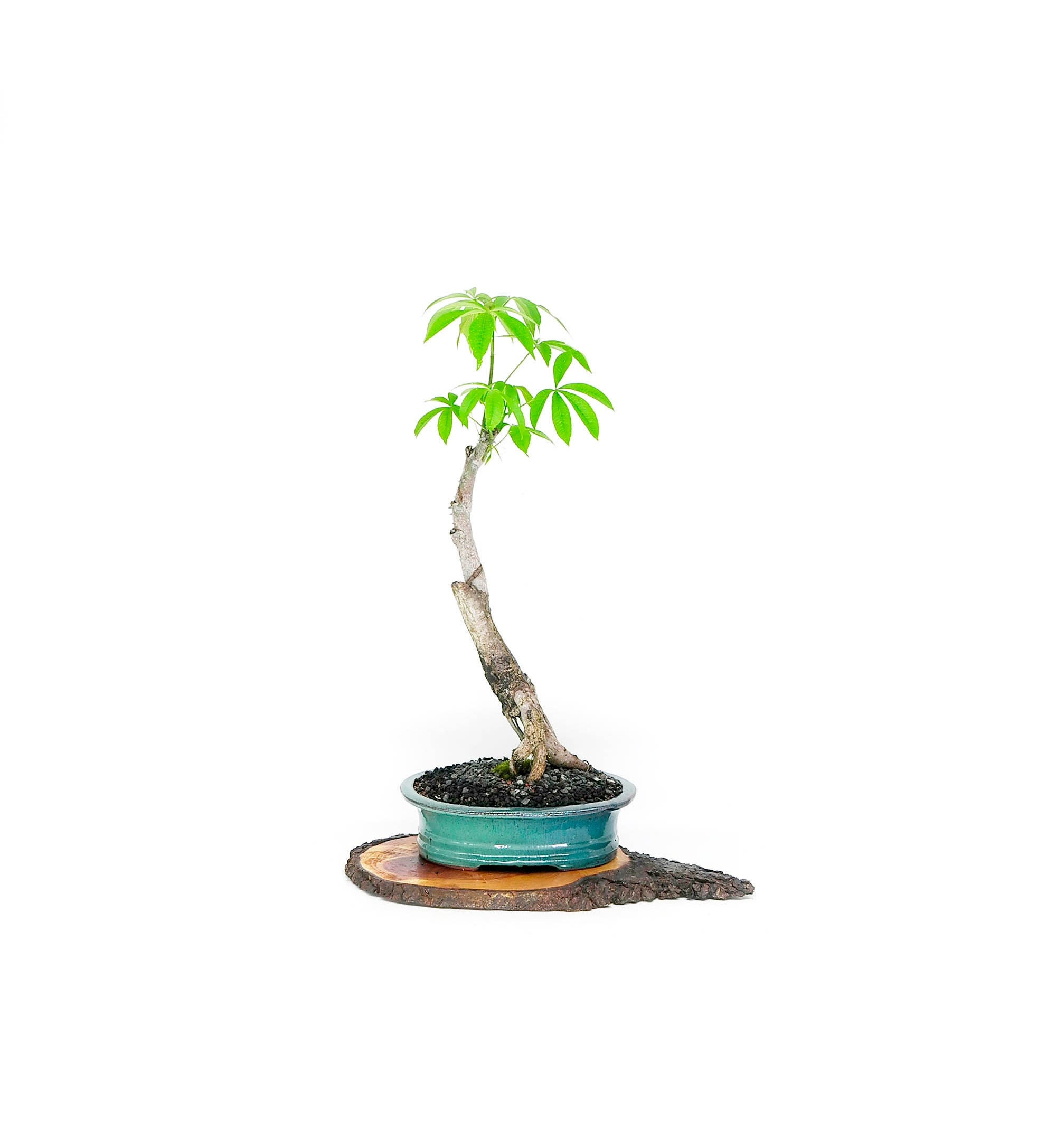 Silk Floss Tree Bonsai