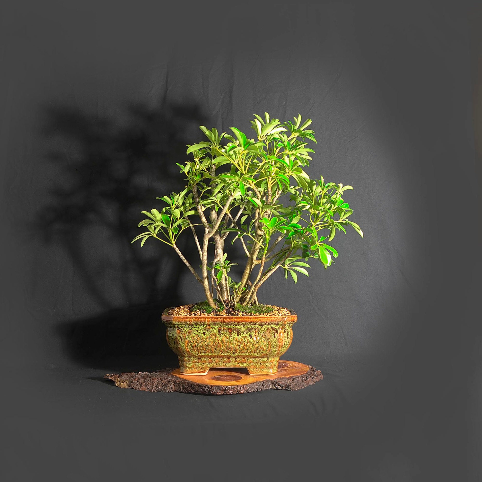 Schefflera bonsai Tree, Gift a Bonsai Collection from LiveBonsaiTree