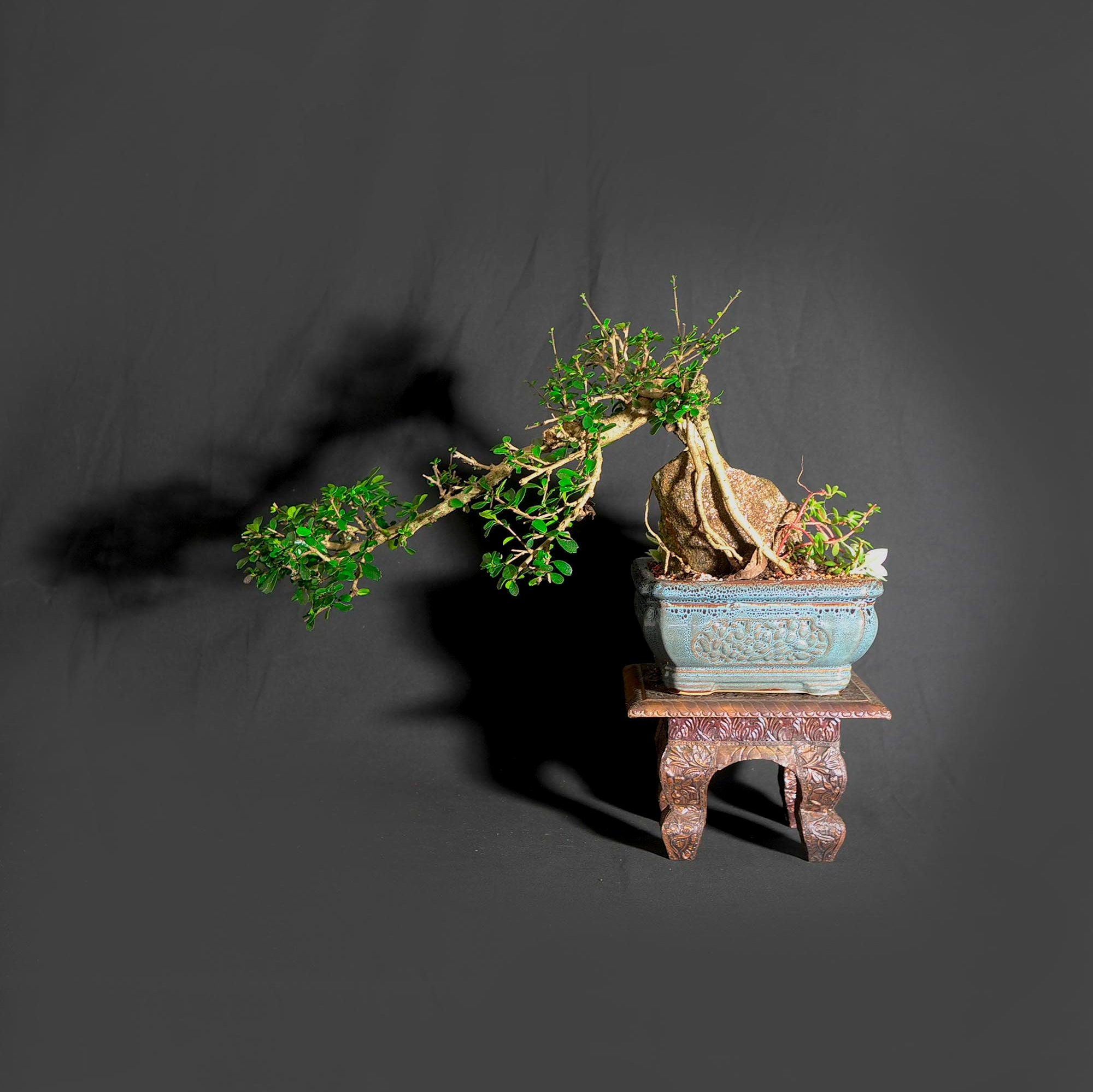 Fukien Tea bonsai tree, Bring outdoors in collection from LiveBonsaiTree