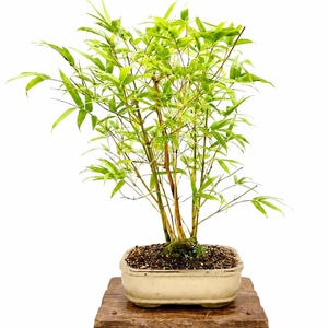May include: A potted bamboo plant with slender, light green leaves and thin, woody stalks. The plant is rooted in dark soil within a rectangular, off-white ceramic pot, which rests on a flat, rectangular wooden base with a natural grain texture.