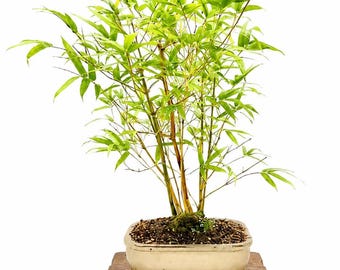 Buddha Belly Bamboo Forest Bonsai, Rare Tropical Grove in Ceramic Pot