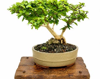 Mature Gmelina Bonsai Tree Parrot’s Beak Rare Flowering Bonsai in Glazed Pot