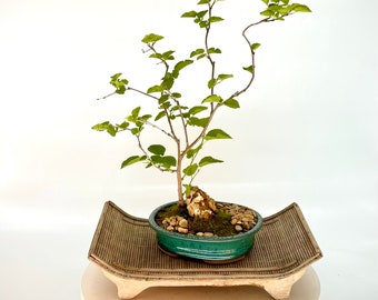 Dwarf red mulberry bonsai tree, "Reward Yourself" collection from Live Bonsai Tree