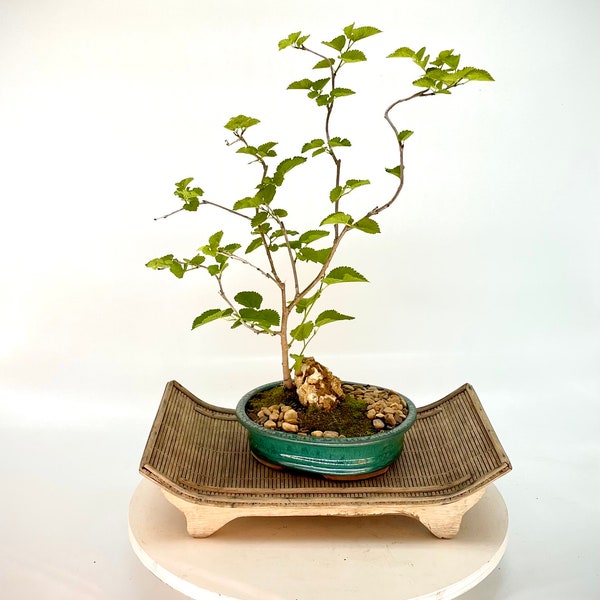 Dwarf red mulberry bonsai tree, "Reward Yourself" collection from Live Bonsai Tree