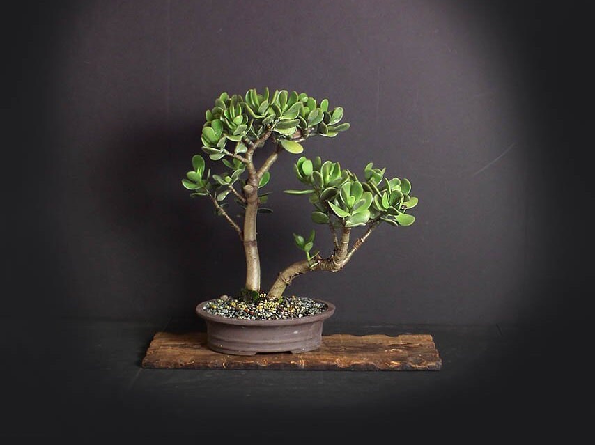 Crassula ovata bonsai tree, succulent bonsai collection from LiveBonsaiTree