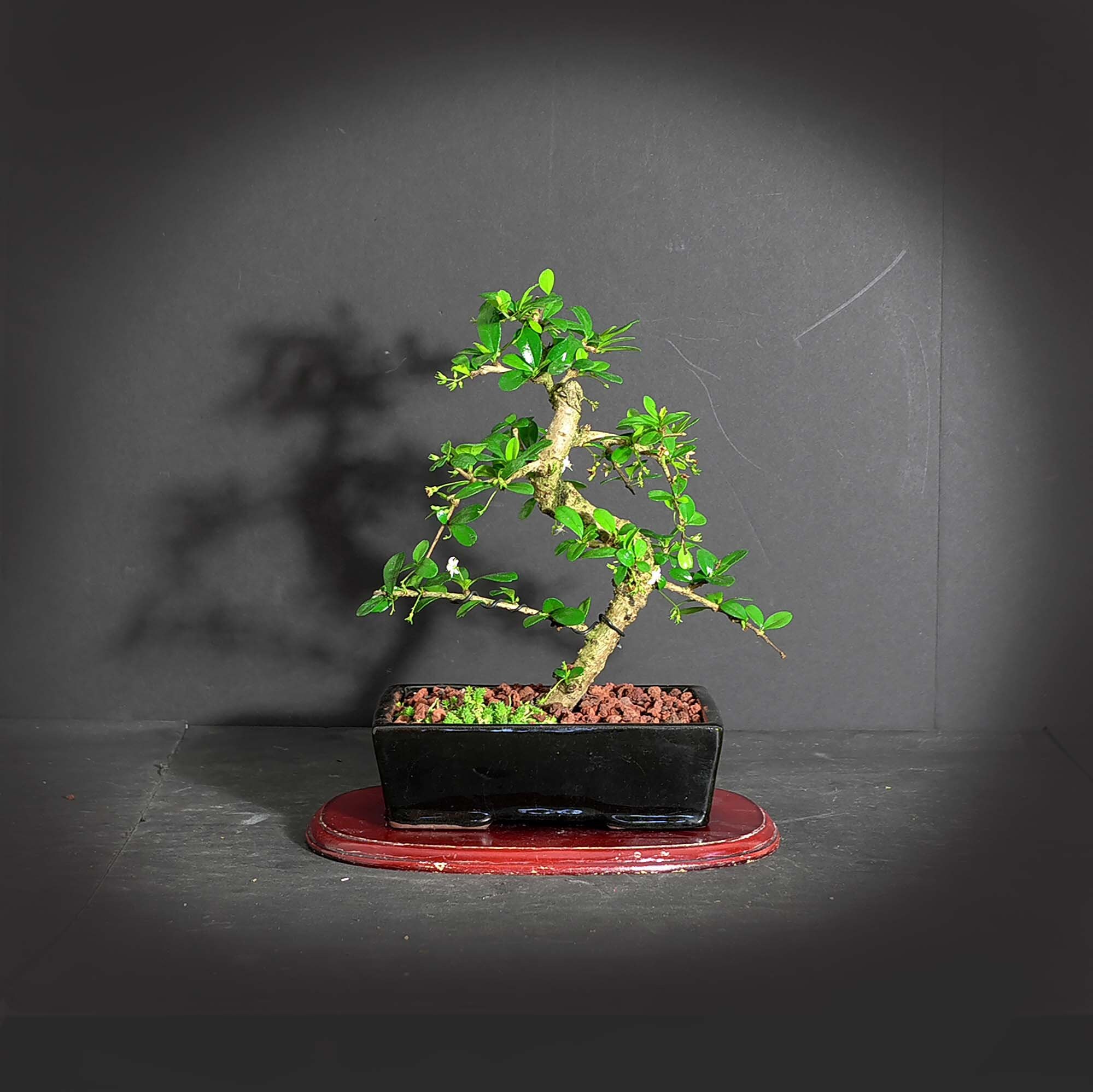 38+ Fukien Tea Bonsai Care most complete Hobby plan