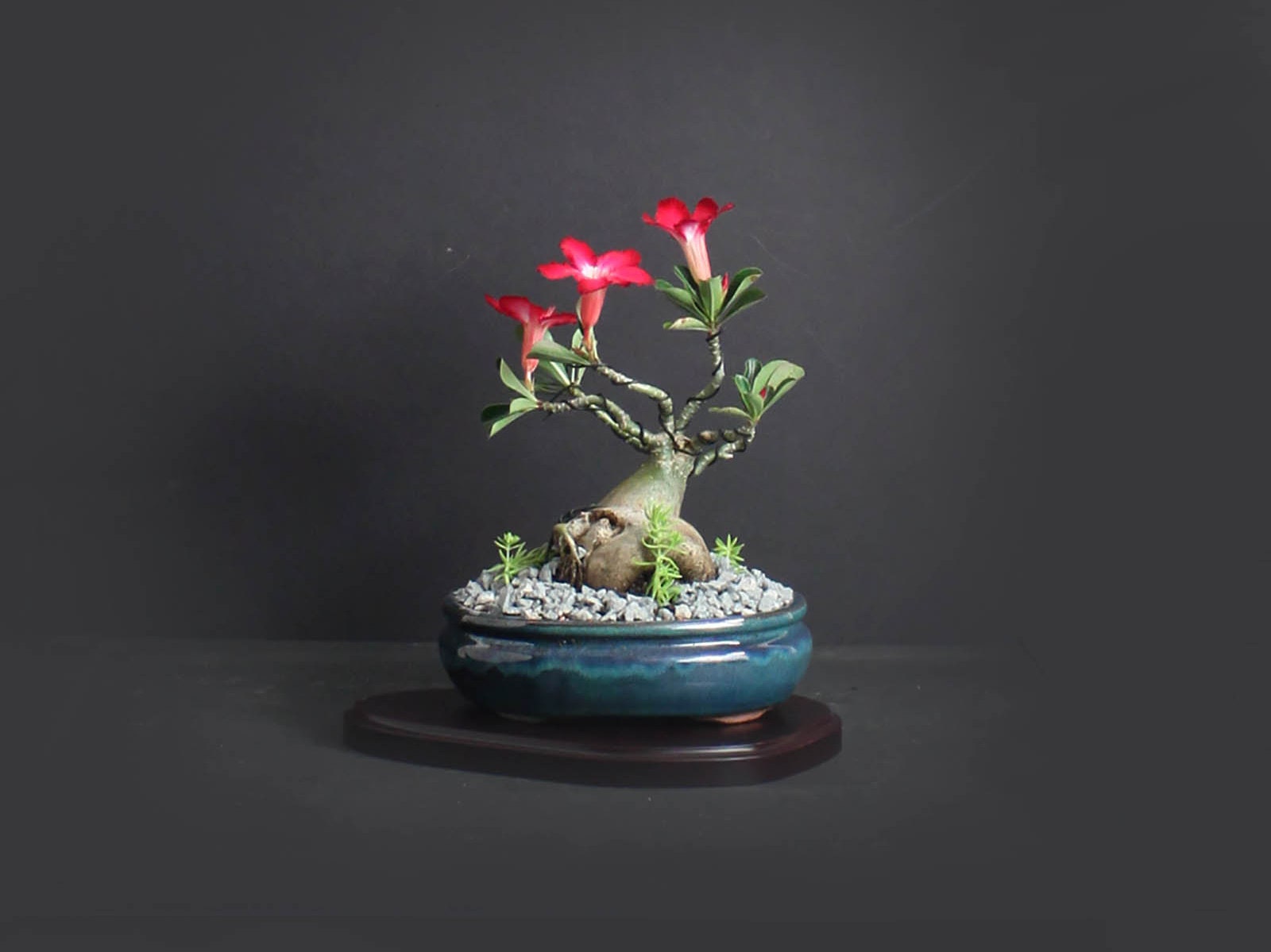 Desert Rose Bonsai Tree, Blooming collection from LiveBonsaiTree