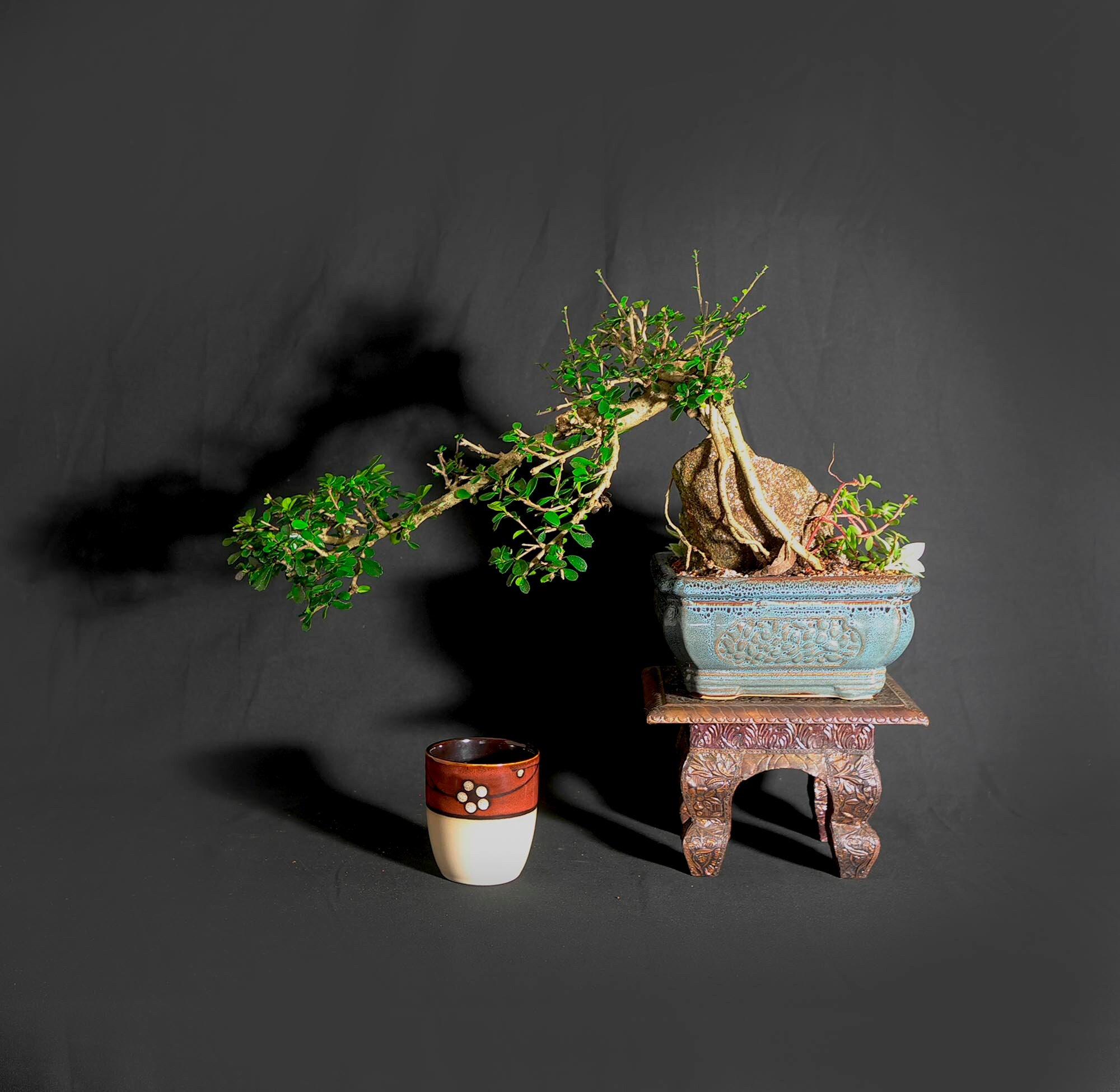 38+ Fukien Tea Bonsai Care most complete Hobby plan