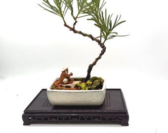 Dwarf Pringles Buddha Pine Bonsai Miniature Landscape Living Composition Podocarpus