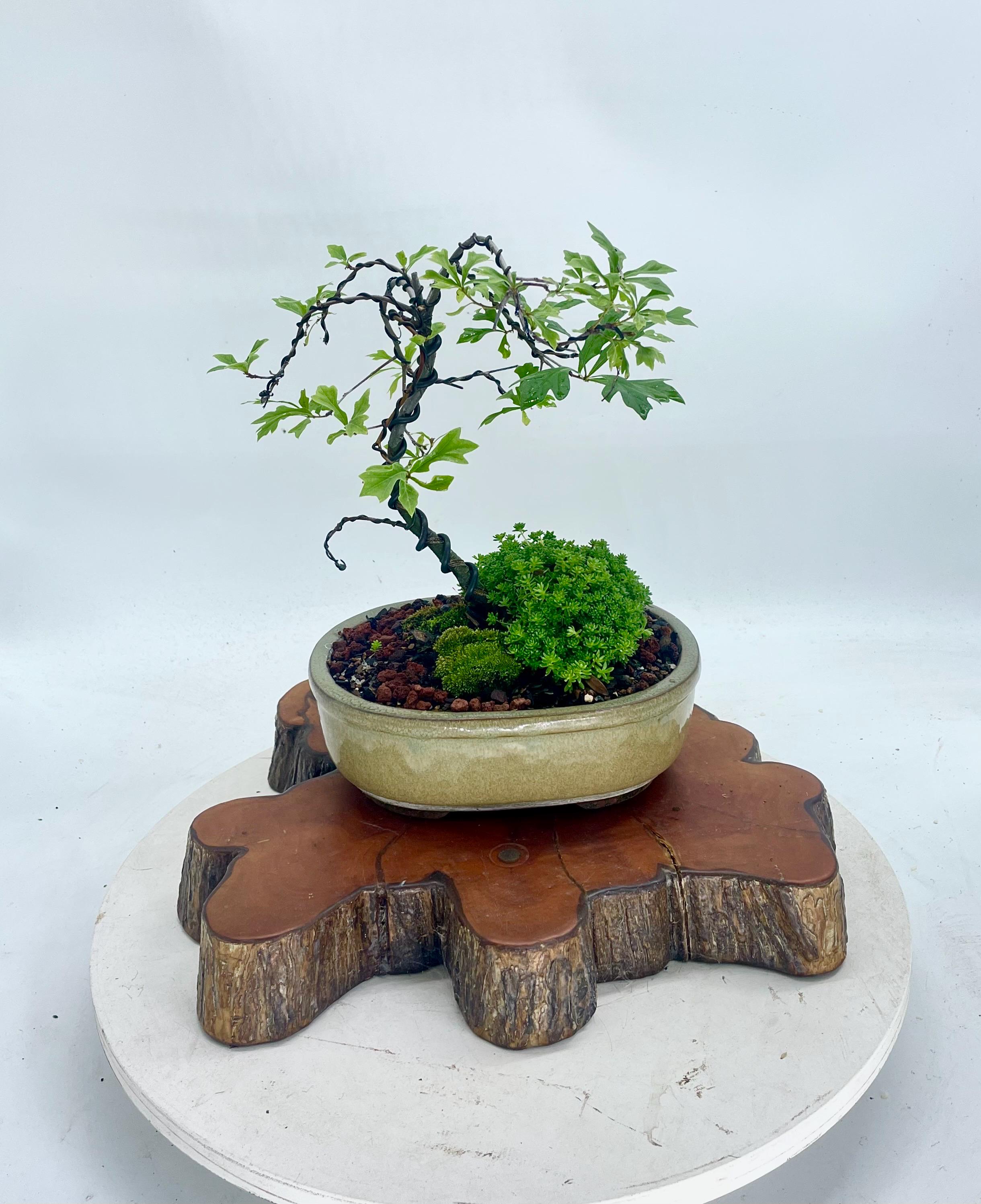 Dwarf Shumard Oak Bonsai Tree: Custom Wired, Autumn Color - Etsy