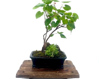 Dwarf Black Mulberry Bonsai Tree: Edible Fruit, Handmade Styled Specimen