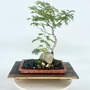 where to buy money tree Large Money Tree XL/XXL (1.4m - 1.6m)