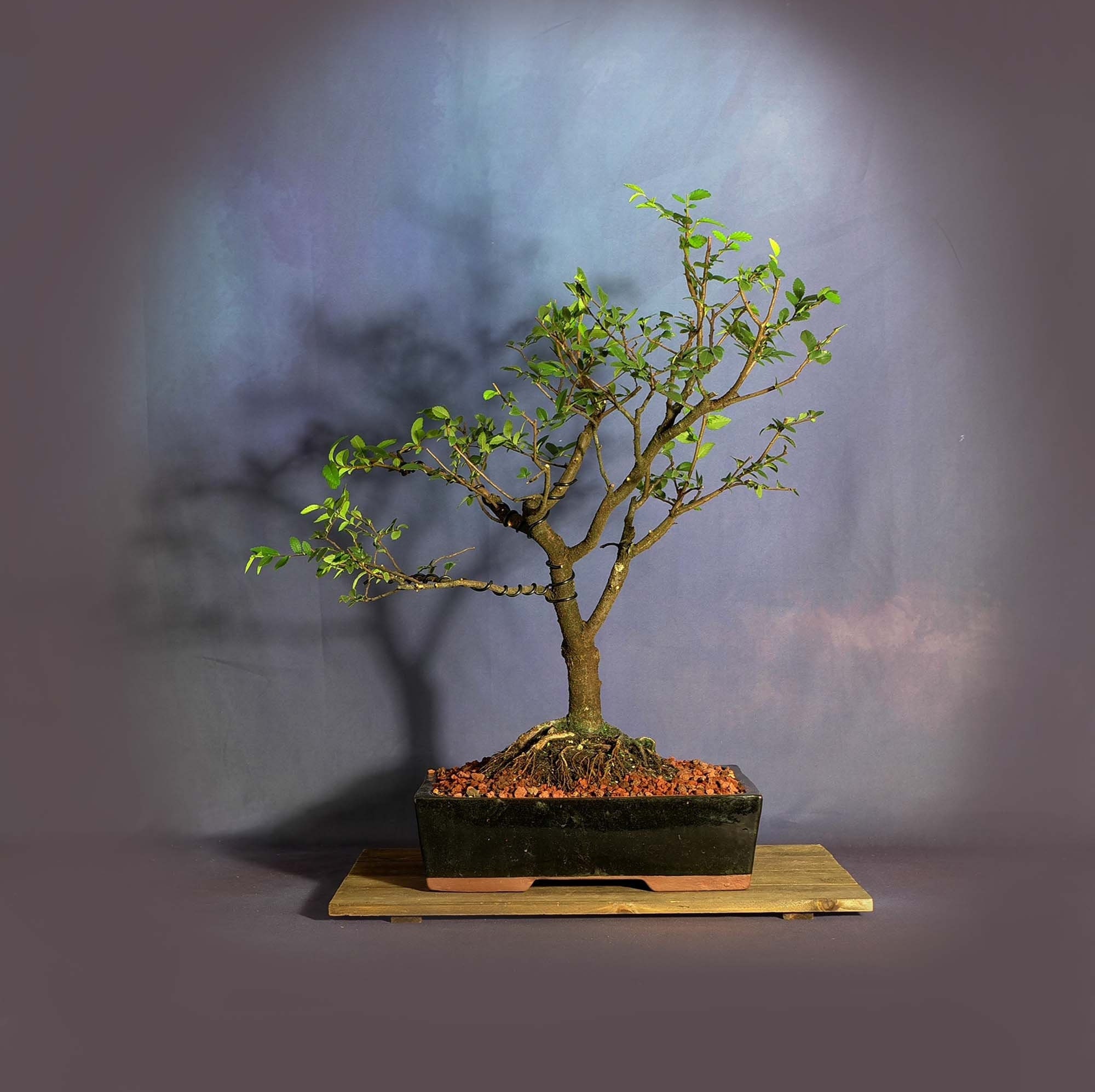Cedar elm bonsai tree, Elm bonsai series from LiveBonsaiTree