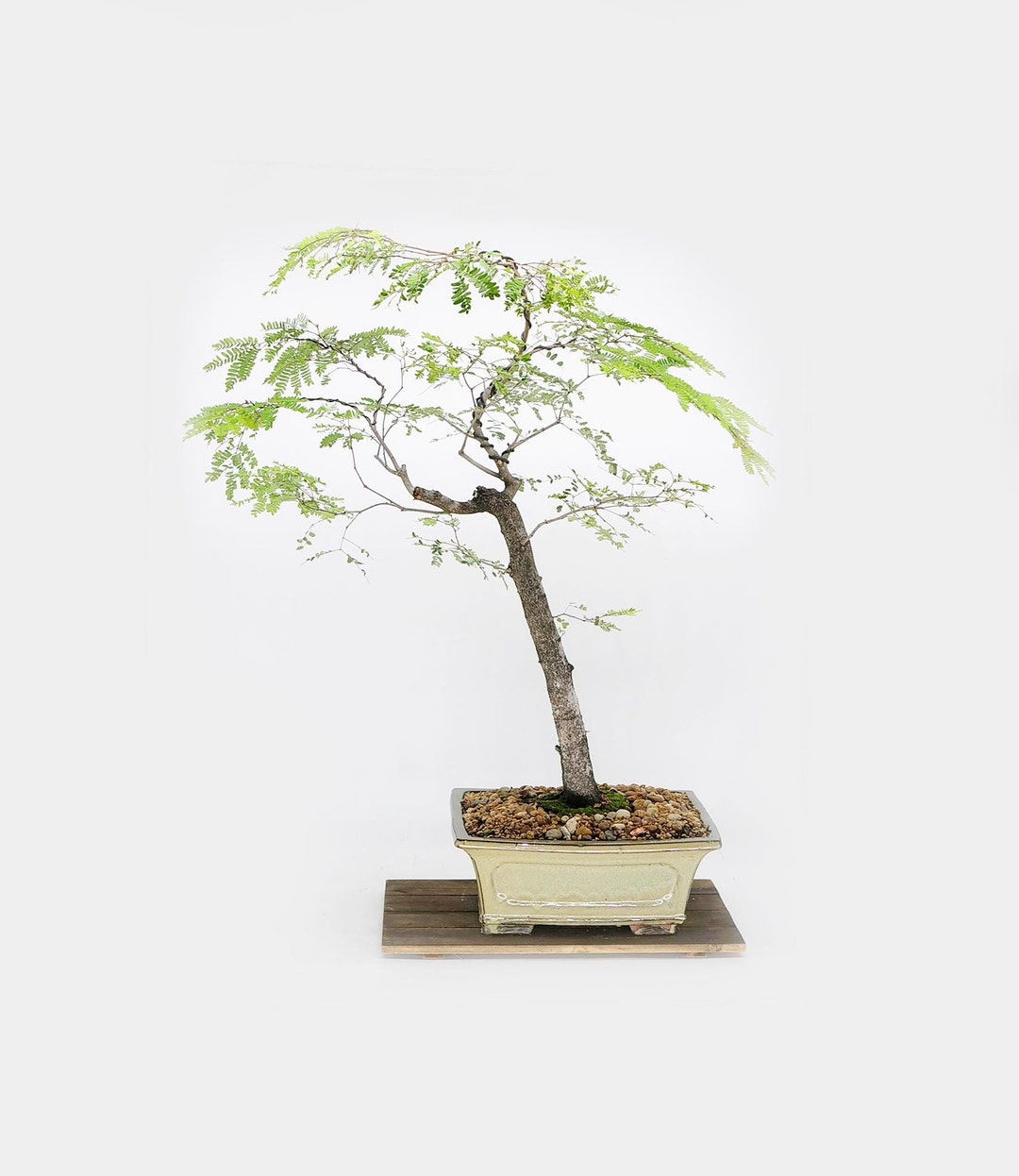 Tropical Mahogany Bonsai Tree, take a Stand for Ukraine Collection From