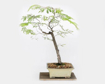 Tropical Mahogany Bonsai Tree, "Take a stand for Ukraine!" collection from LiveBonsaiTree