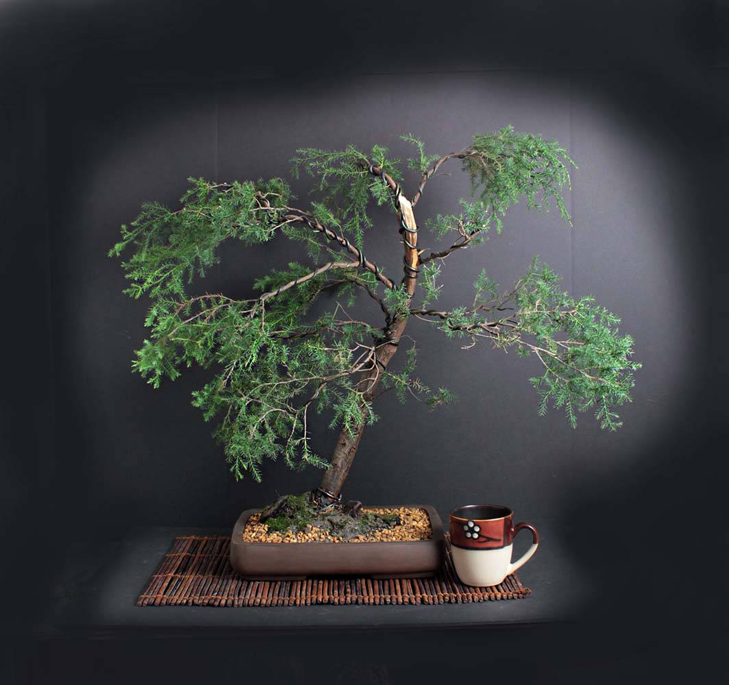 Red cedar bonsai tree, Fall'17 Conifer Collection from LiveBonsaiTree