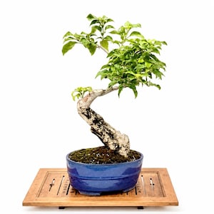May include: A bonsai tree with bright green foliage and a textured, pale trunk. The tree is in a blue ceramic pot, placed on a wooden tray. The bonsai is a miniature tree, a form of living art.