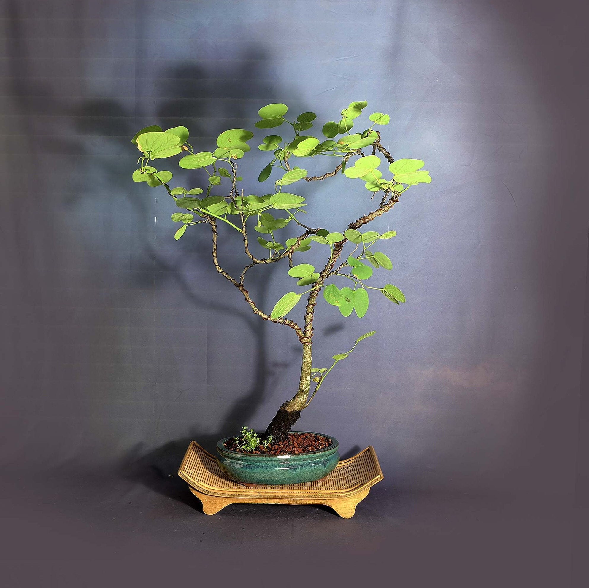 Hong Kong orchid (rare) bonsai tree, Rare Flora collection from LiveBonsaiTree