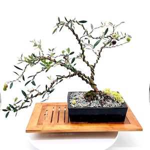 European Olive Bonsai tree, &quot;Green Elegance&quot; from Live Bonsai Tree, real fruiting Mediterranean olive.