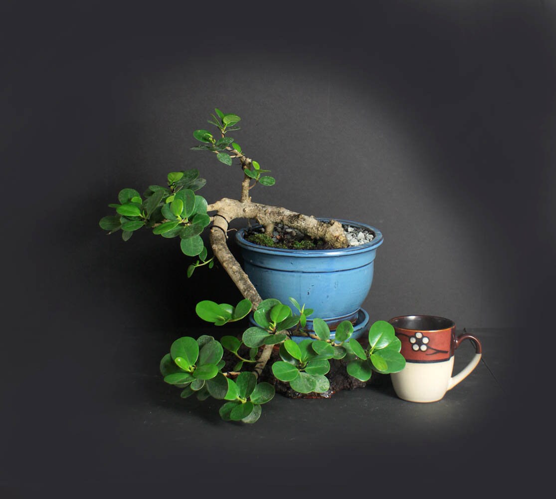 Green Island fig bonsai tree, Figs of the world collection from