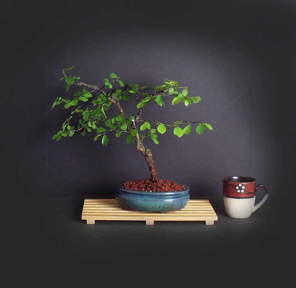 Lavender star flower bonsai tree, Heavenly Bloom collection from