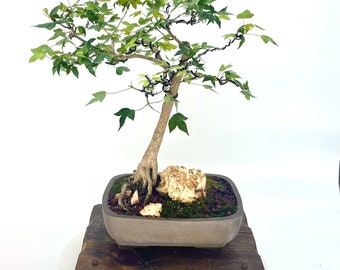 Trident Maple bonsai tree, Maple Syrop" collection from LiveBonsaiTree