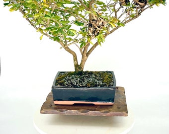 Rose Cascade Powder Puff bonsai tree "Little bit of joy" collection from Live Bonsai Tree