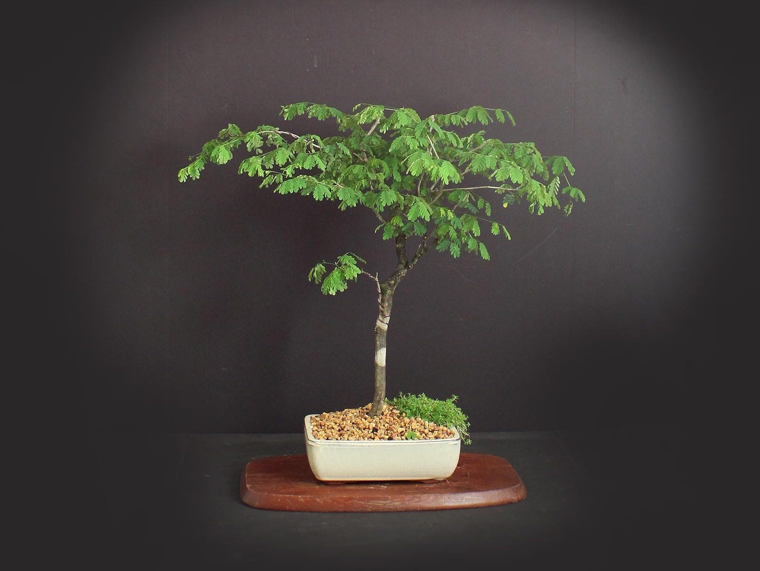 Brazilian Raintree bonsai tree, Amazon exotics collection from