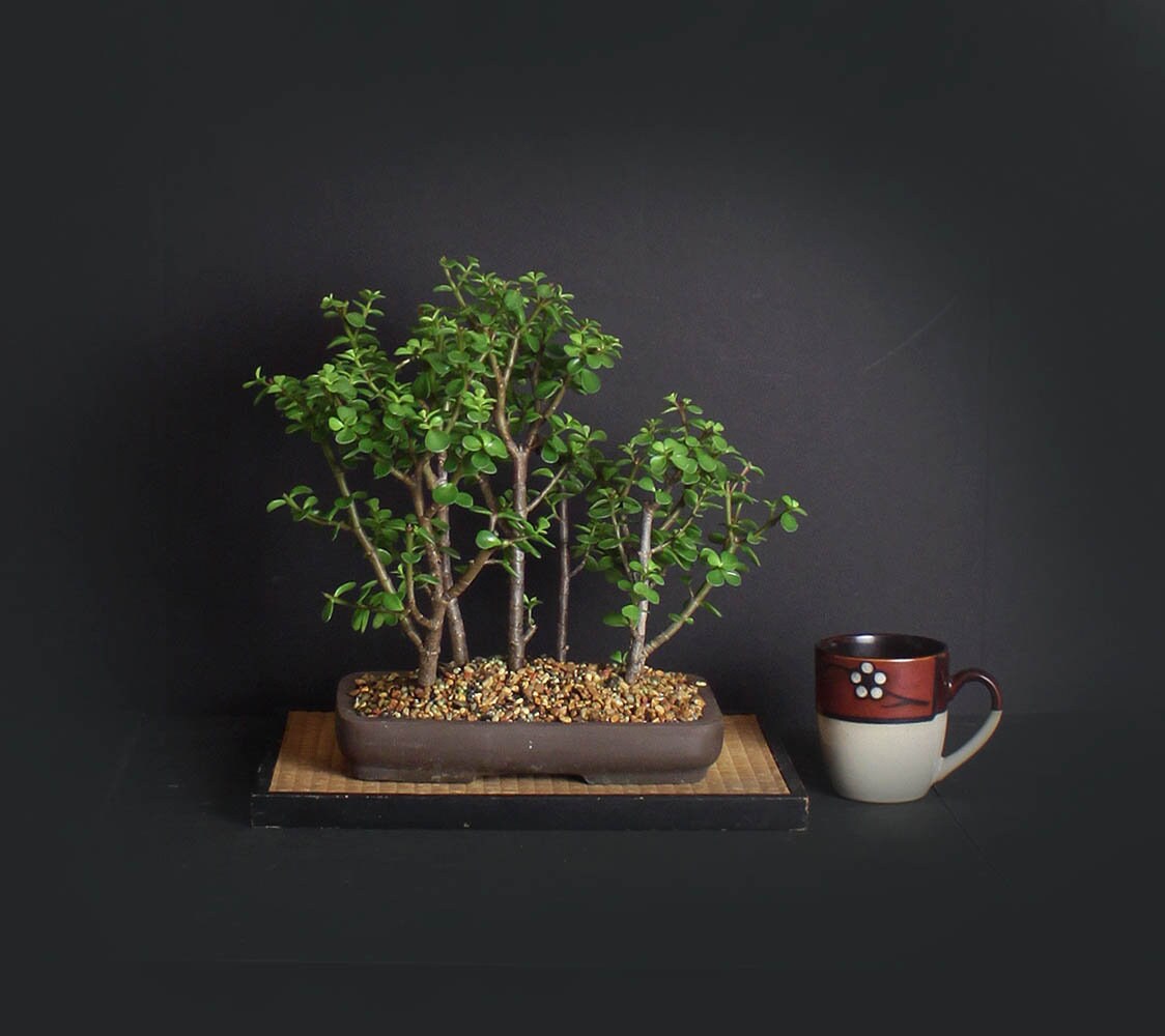 Dwarf Jade bonsai tree forest grouping, succulent bonsai collection