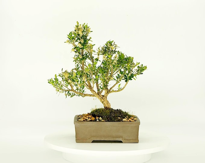 Harland Boxwood Bonsai Tree, "Creative forces" collection Live Bonsai Tree