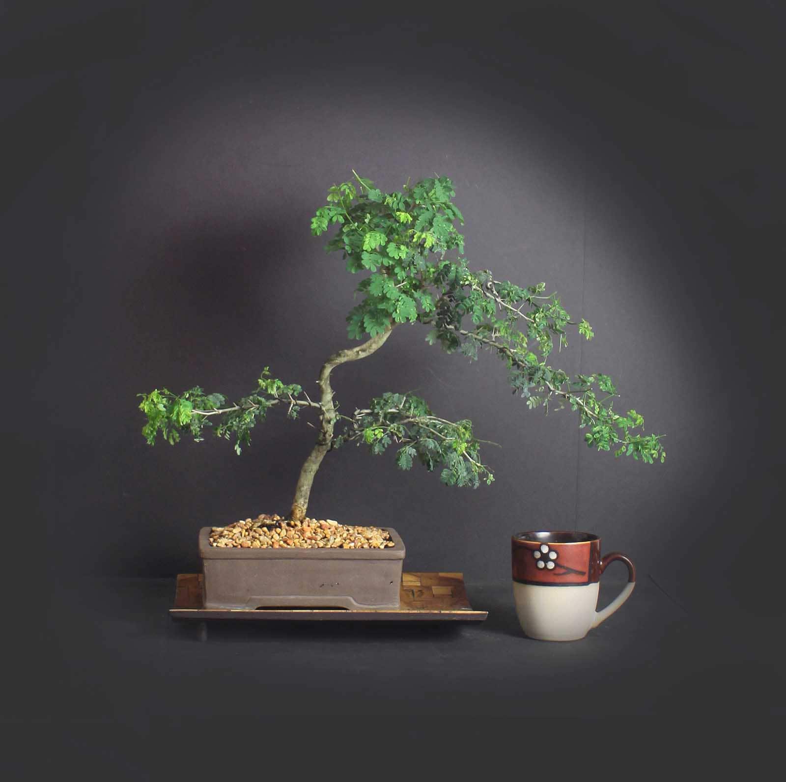 Brazilian Raintree bonsai tree, Amazon exotics collection from