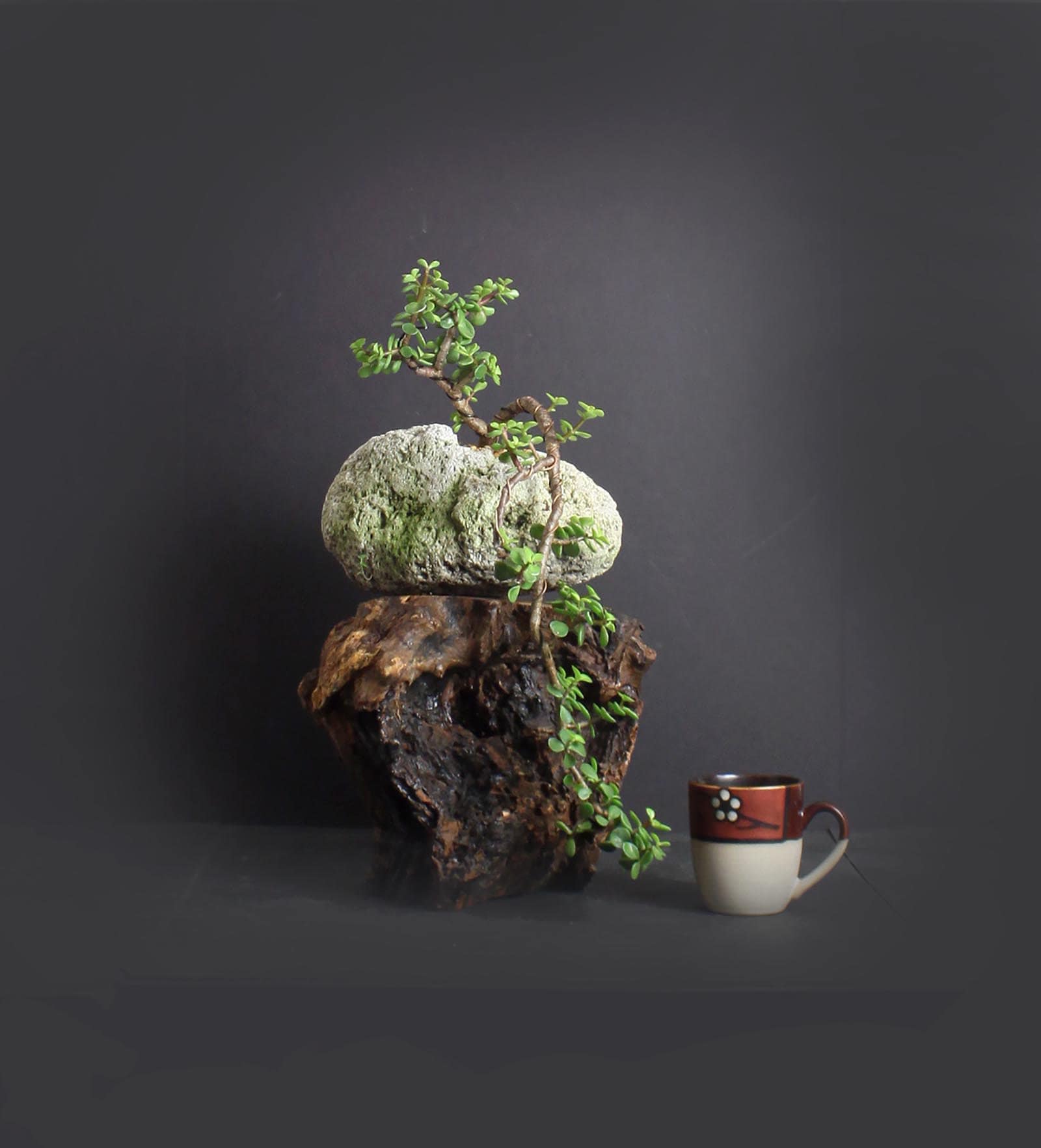 Dwarf Jade bonsai tree, succulent bonsai collection from LiveBonsaiTree