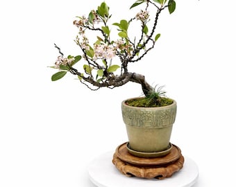 Flowering Indian Hawthorn Bonsai Tree in Glazed Pot – Blooming Specimen with Movement and Character