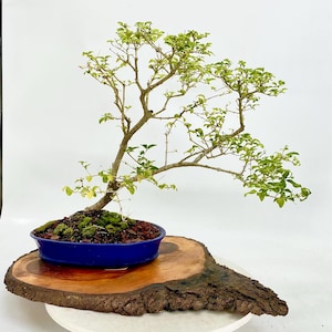 Ligustrum Chinesis bonsai tree, &quot;Will do you good&quot; collection from Live Bonsai Tree