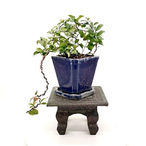 Op de afbeelding: Een bonsai-boom in een vierkante, kobaltblauwe keramische pot met bijpassende schotel. De bonsai staat op een kleine, sierlijke, donkerbruine houten standaard. De boom heeft groene bladeren en een kronkelende stam.