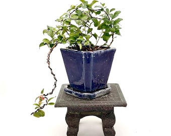 Bonsai di cotogno giapponese: fiori color cremisi in vaso smaltato